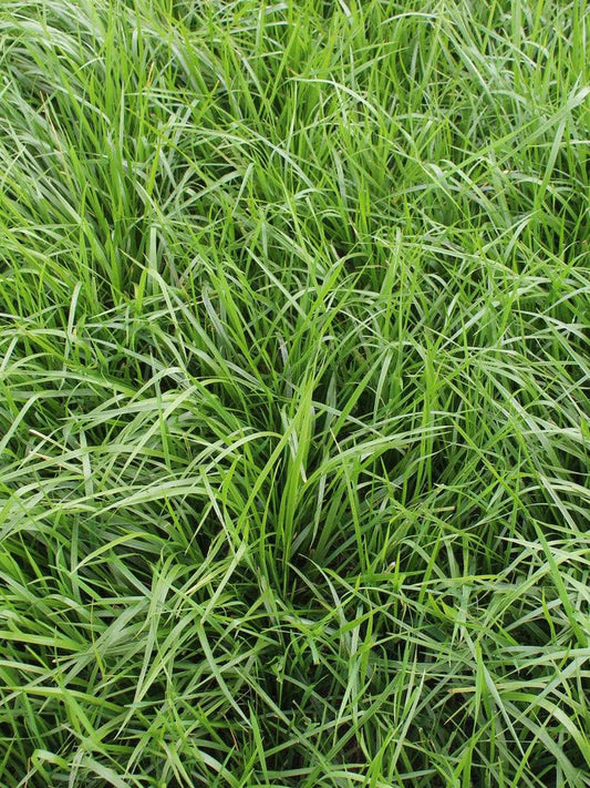 Festuca arundinacea 'Chenelle'