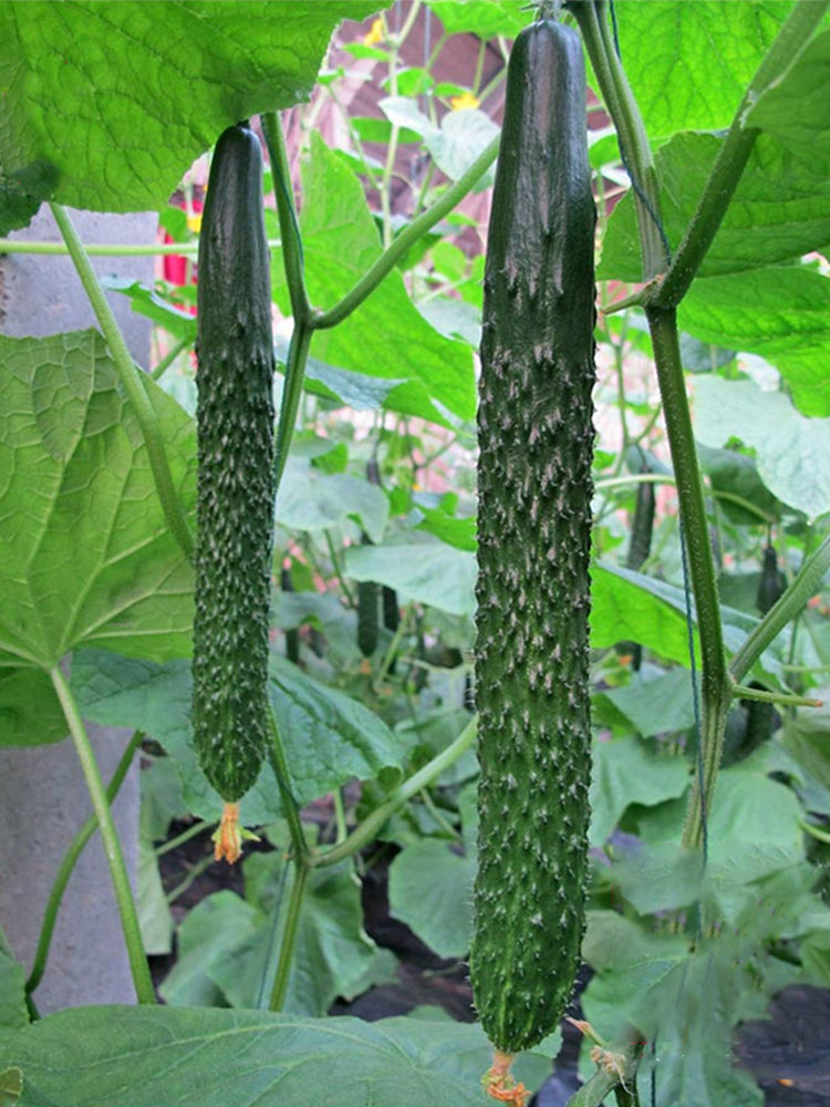'Holland 35' Cold-Tolerant Cucumbers