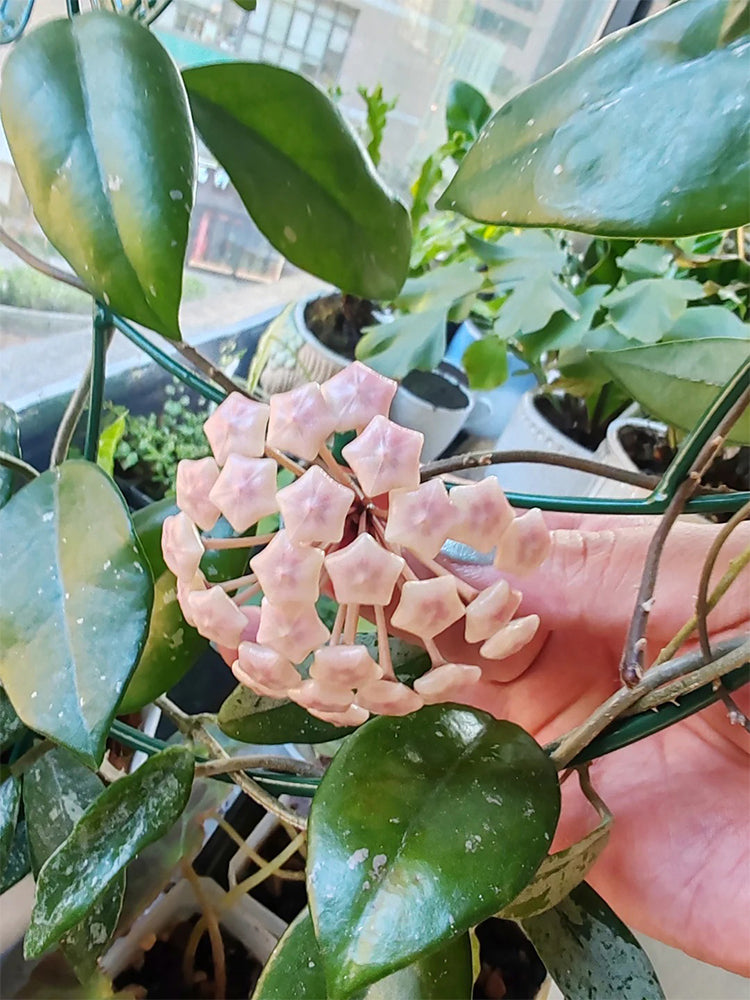 Hoya WG-073 Unrooted Stem Cuttings