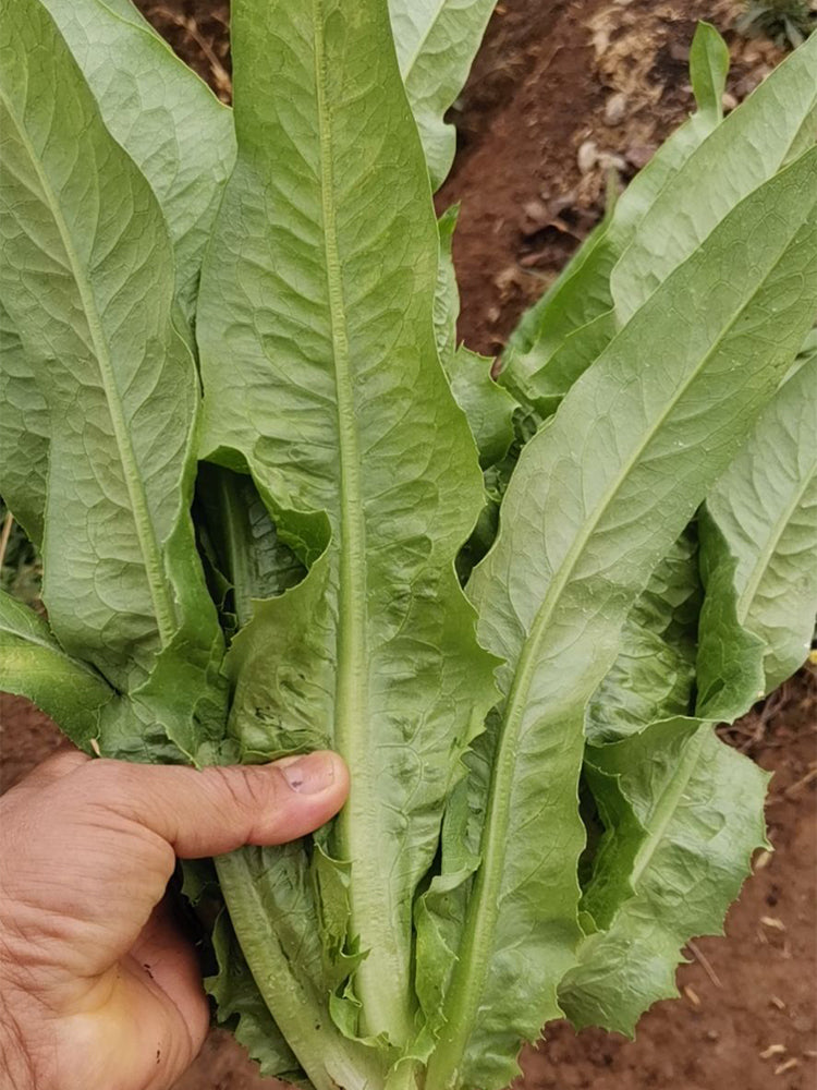 All-Season Youmai Cai