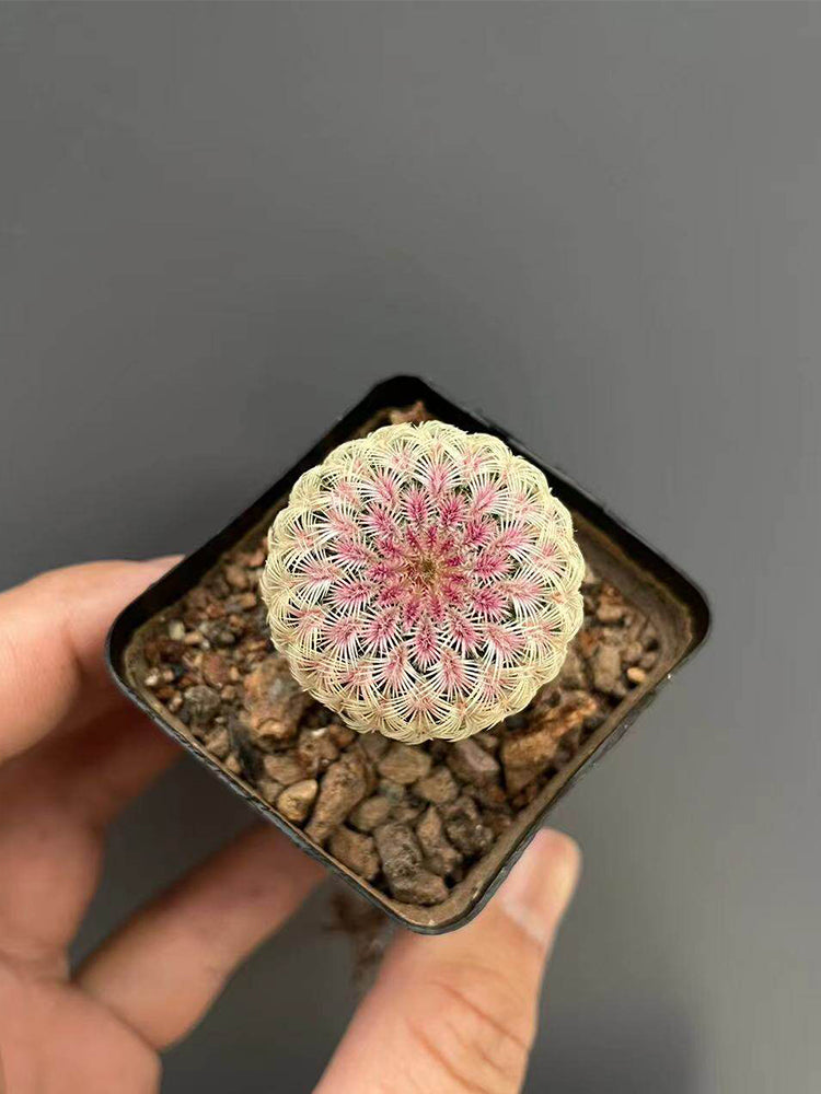 Echinocereus rigidissimus subsp. rubispinus