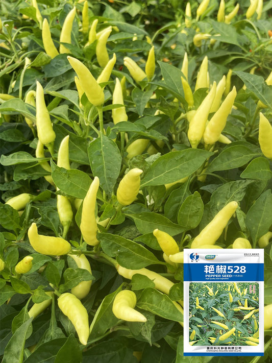 Yanjiao 528 Facing Heaven Peppers