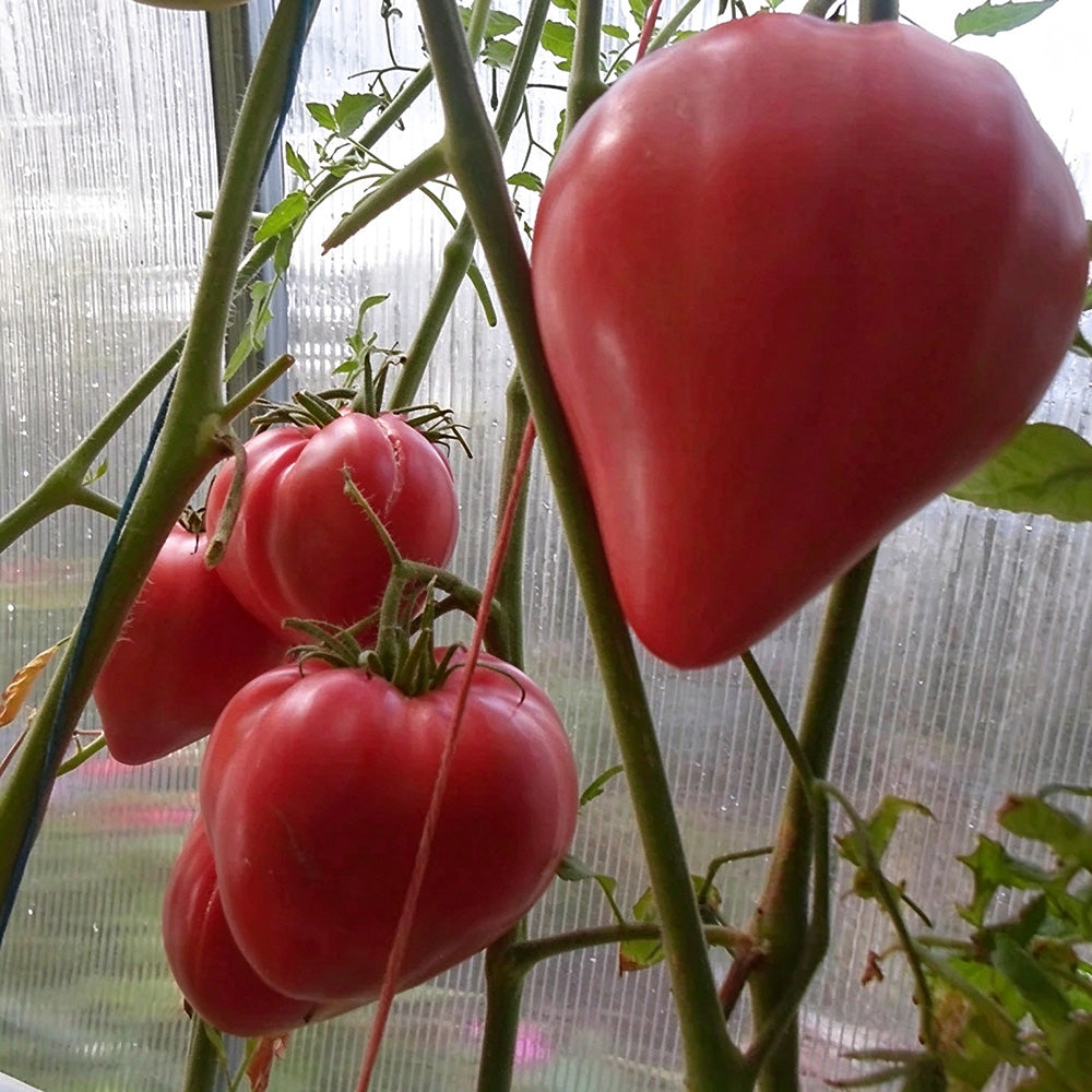 123 Calf's Heart Tomato