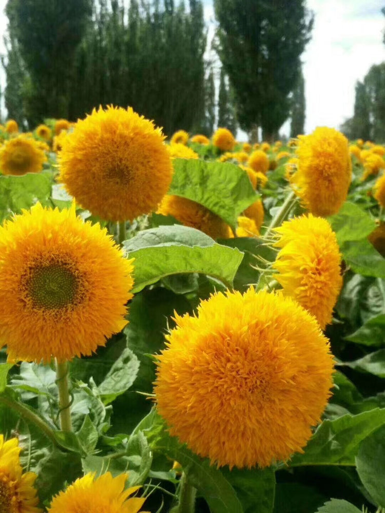 Teddy Bear Sunflower