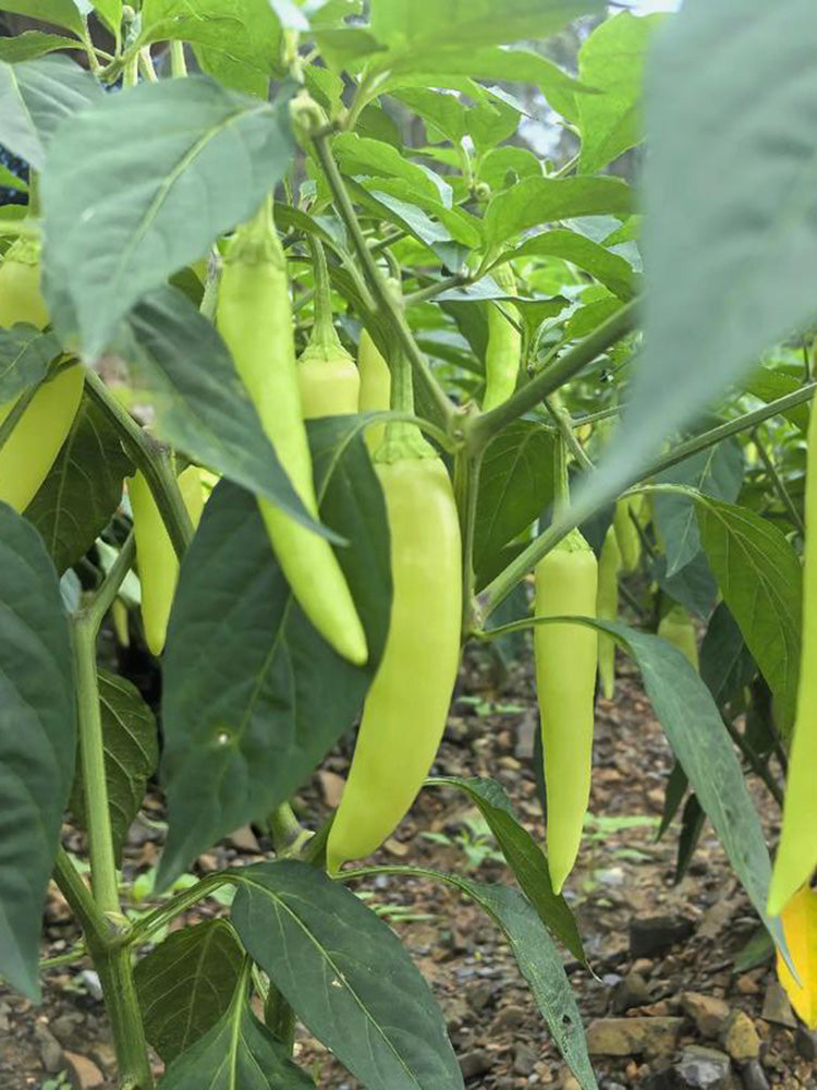 Yellow Beauty Pepper