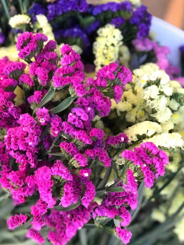 Mixed Wavyleaf Sea Lavender (Limonium sinuatum)