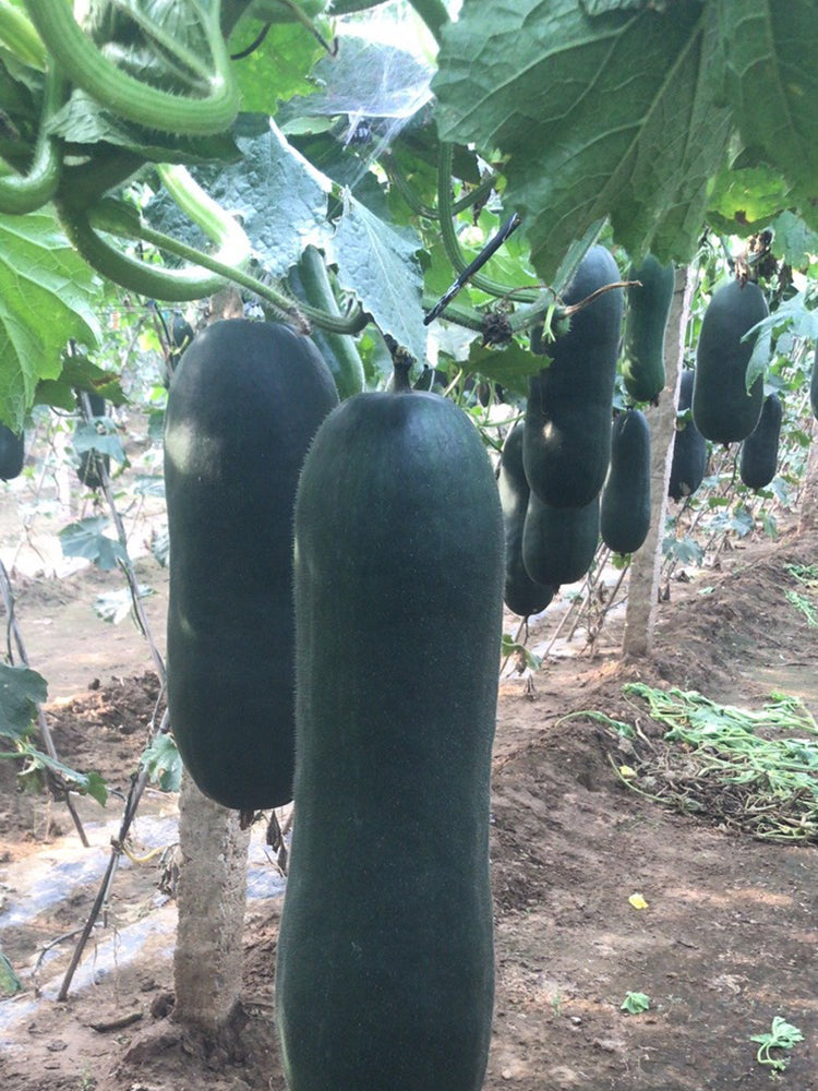 Black Skin Winter Melon
