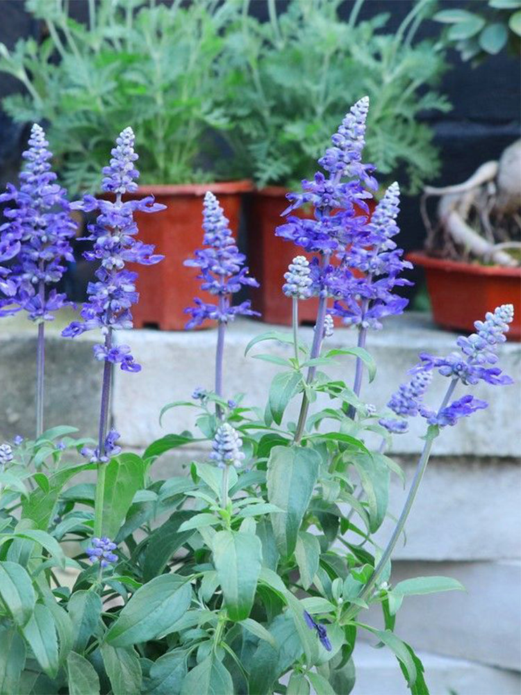 Blue Sage