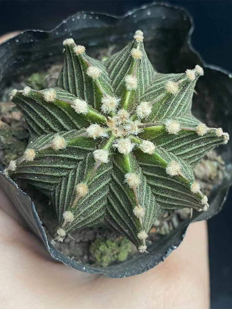Gymnocalycium stenopleurum