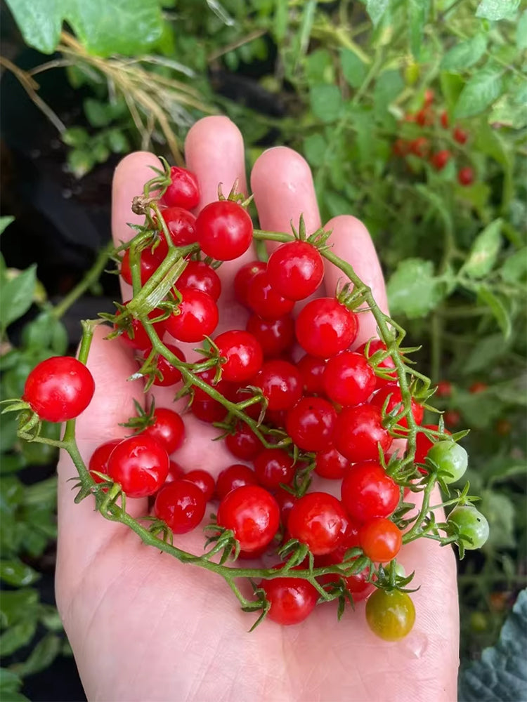Red Currant Sweet Pea Tomato