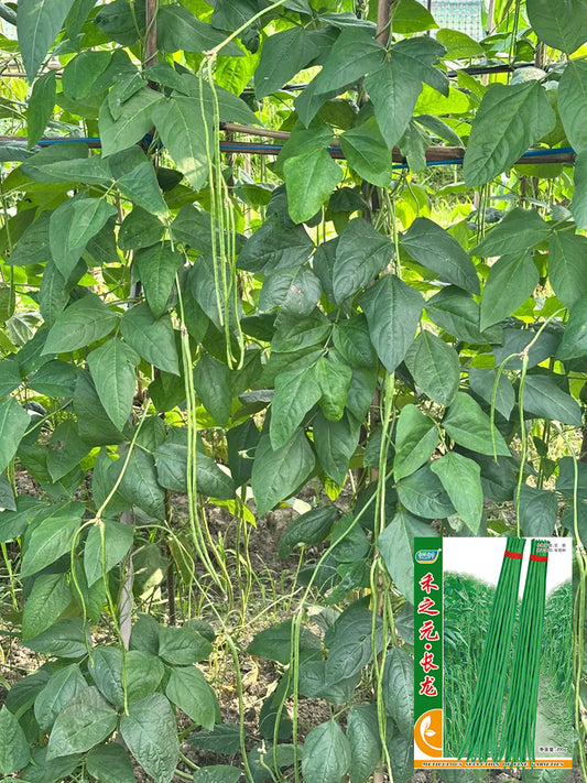 Long Dragon Cowpea