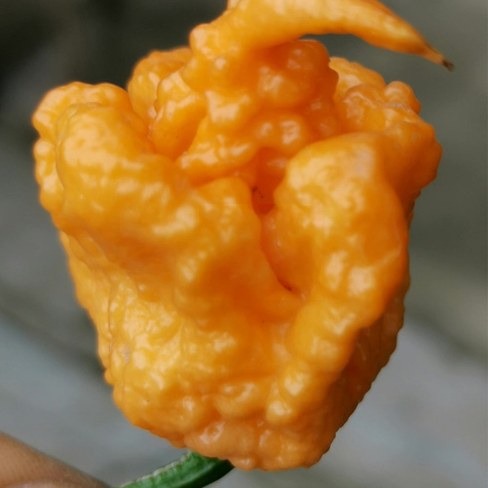 U2224 Orange-Yellow Carolina Reaper