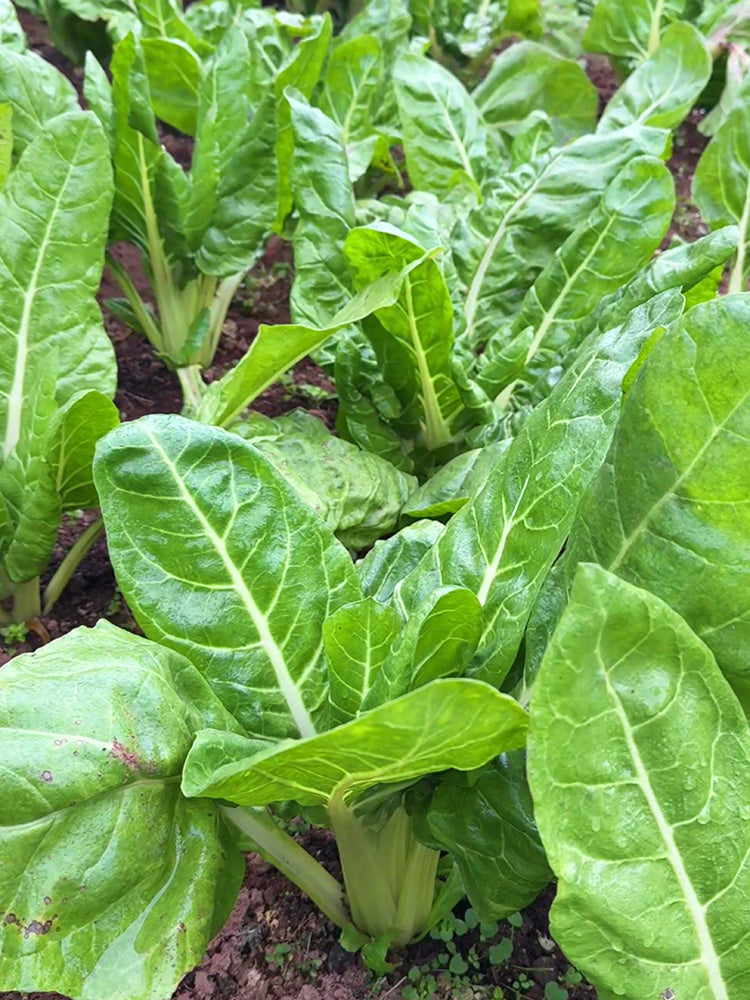 White-stemmed Leaf Beet