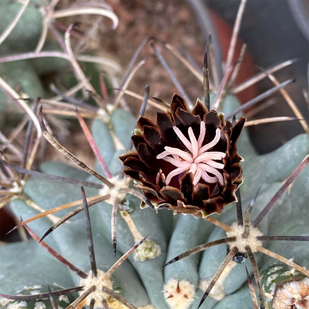 Chihuahuan Fishhook Cactus Seeds, Black Flowers,  Sclerocactus uncinatus, Set of 25
