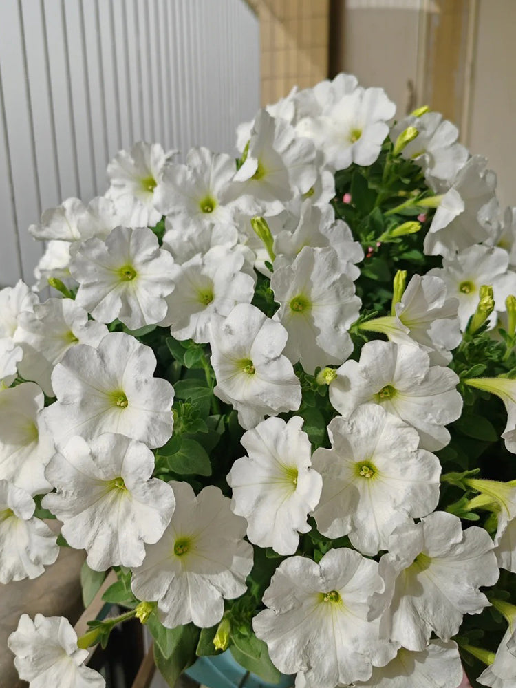 White Hybrid Petunia