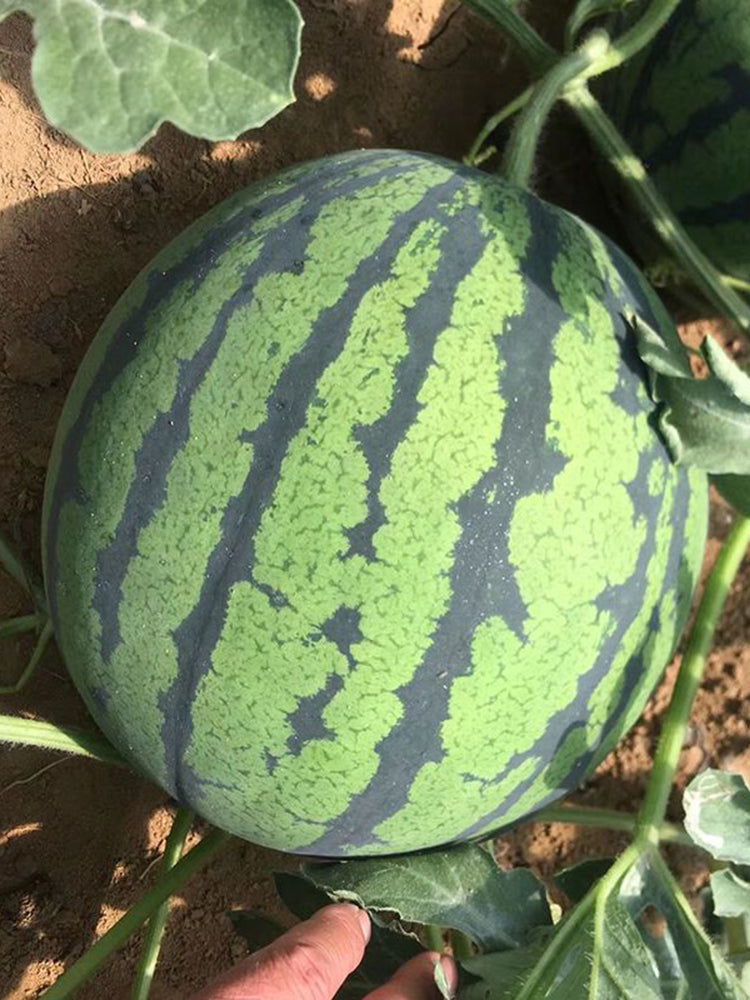 'Xia Shi No.1' Hybrid Watermelon