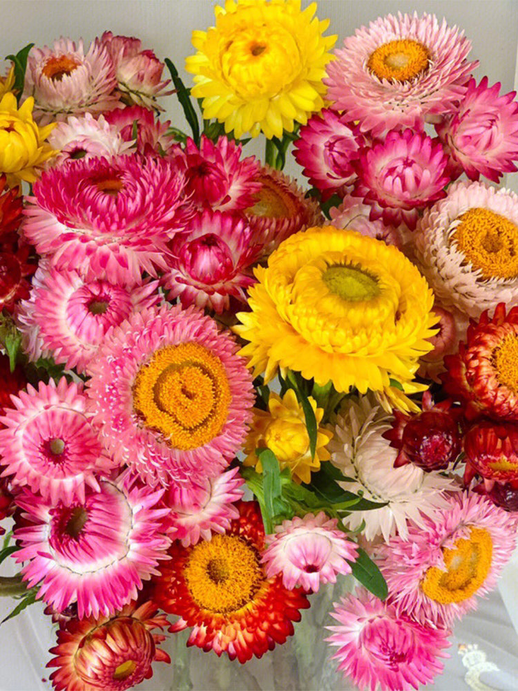 He Zhi Chun Strawflower