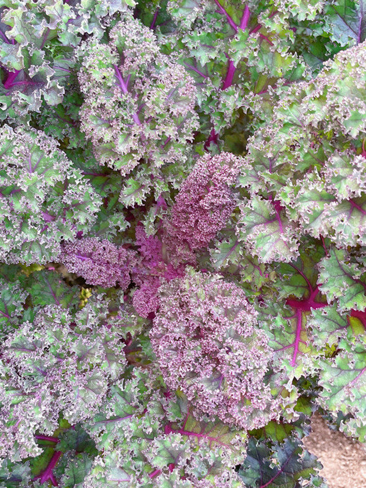 Ziyu No. 1 Kale