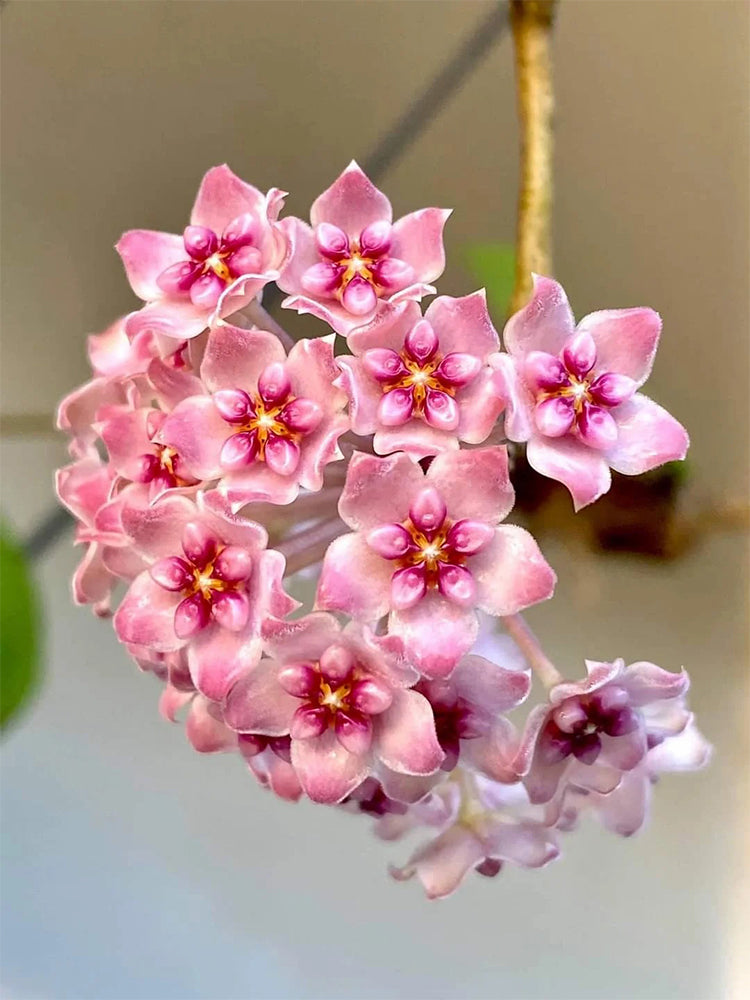 Hoya 'Sweet' Unrooted Stem Cuttings