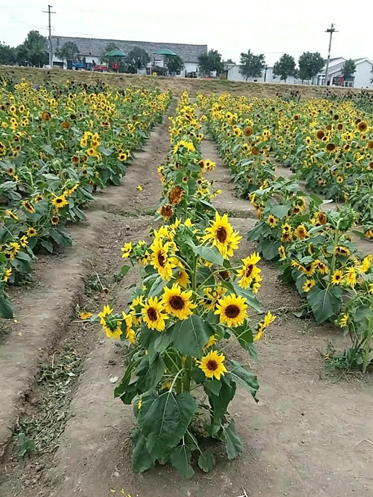 Duotou Nuanyang Sunflower