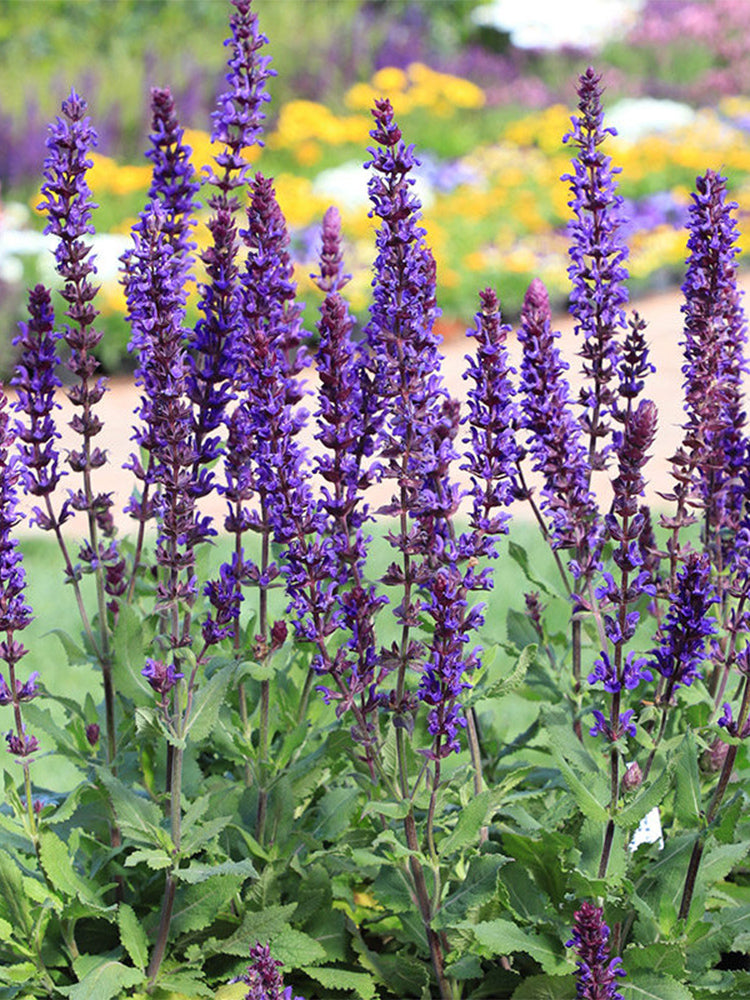 Hezhichun Woodland Sage