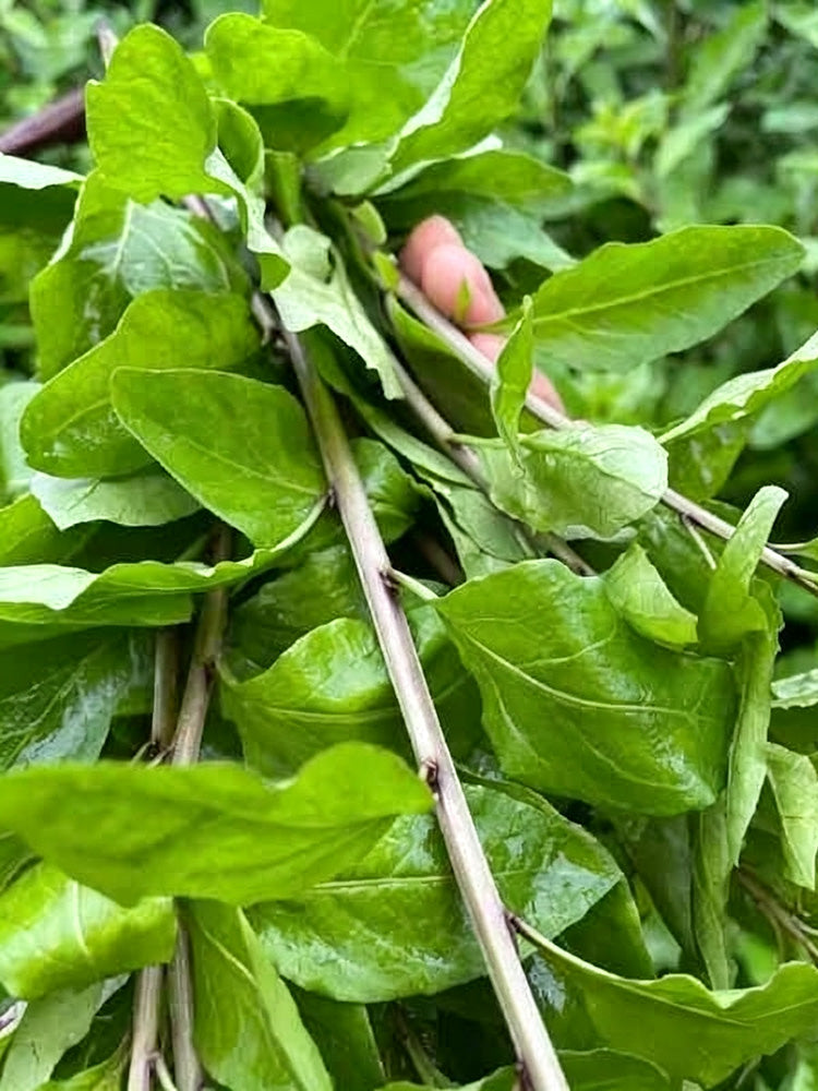 Fruitless Edible Leaf Wolfberry