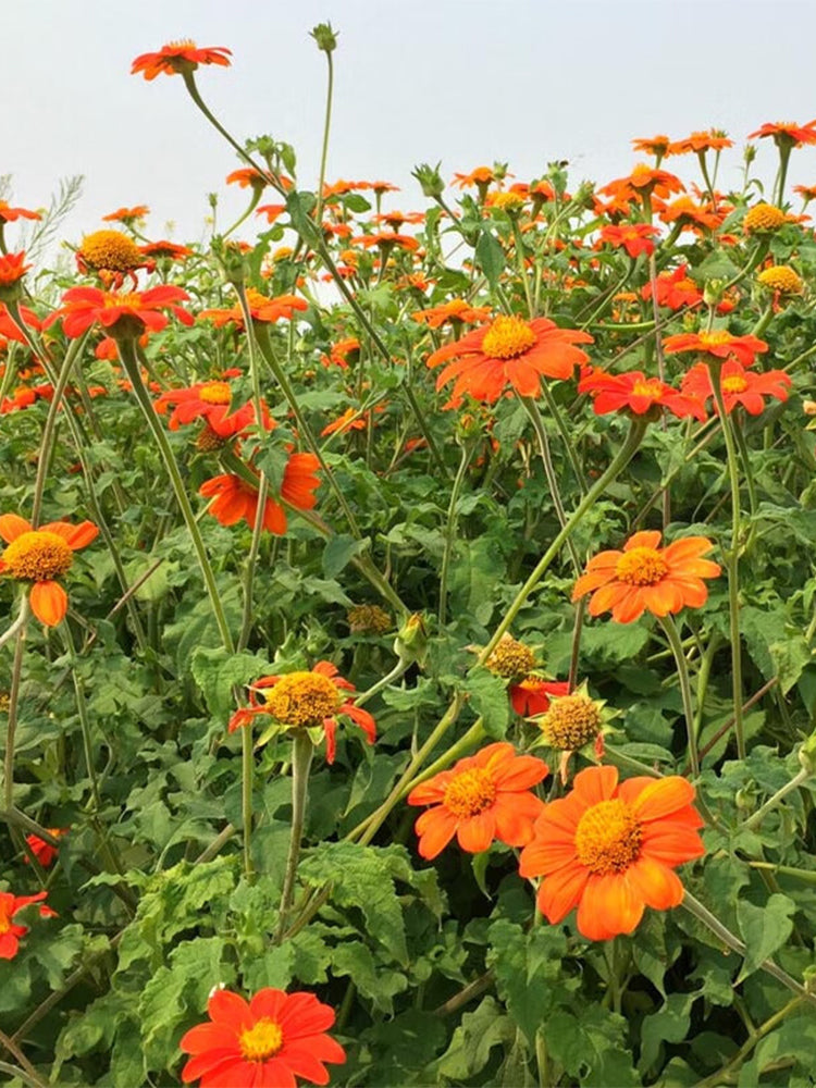 Mexican Sunflower