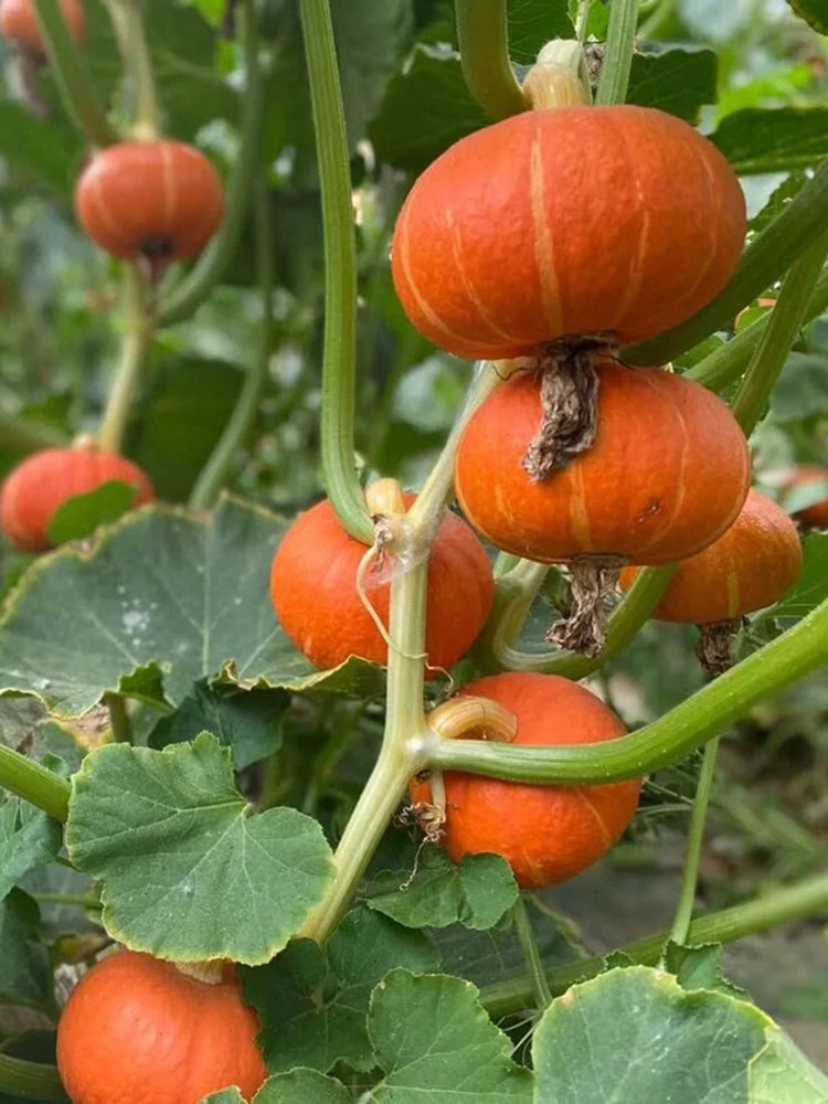 Red BeiBei Pumpkin