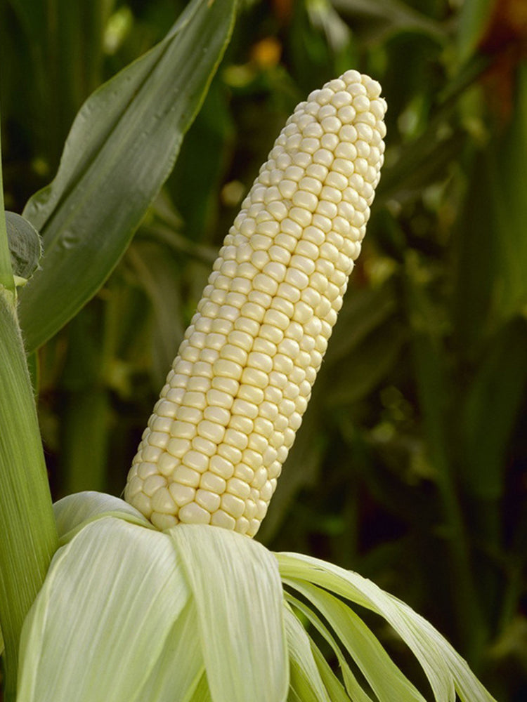 Milk Fruit Sweet Corn