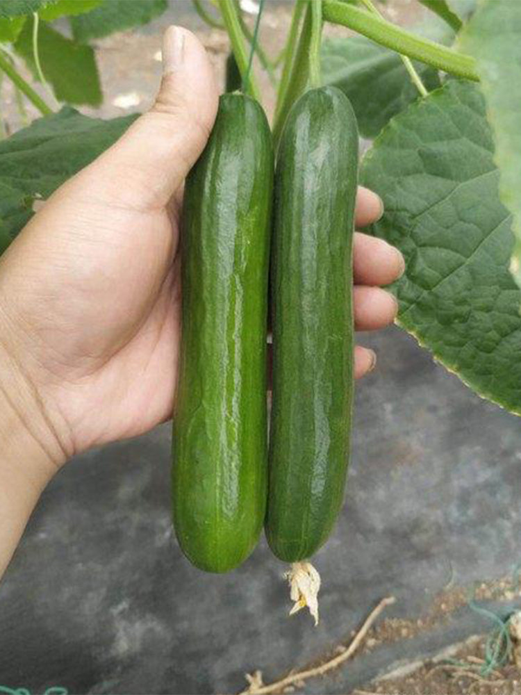 'Hemei 198' Mini Cucumber