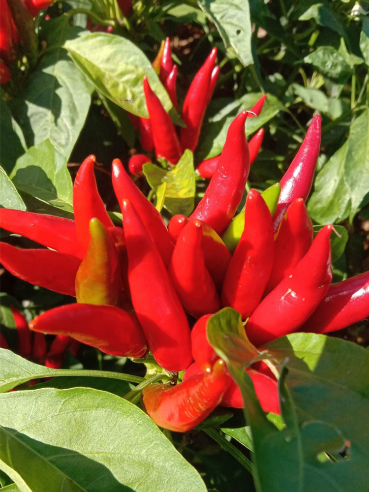 Tasty Upward-Growing Chili Peppers