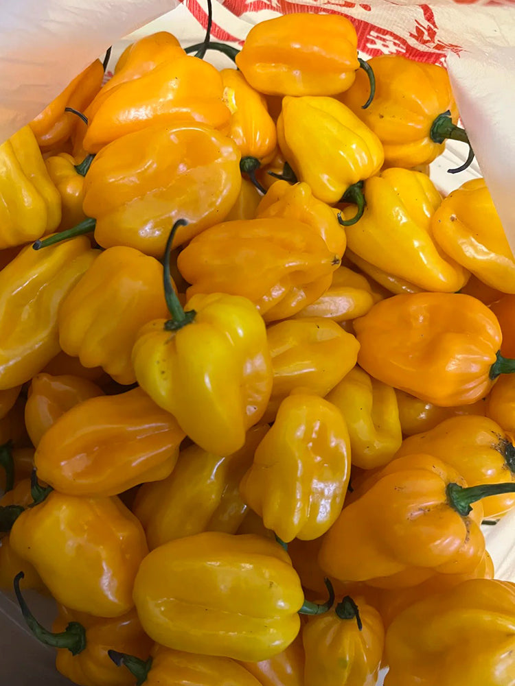 Hainan Yellow Lantern Pepper