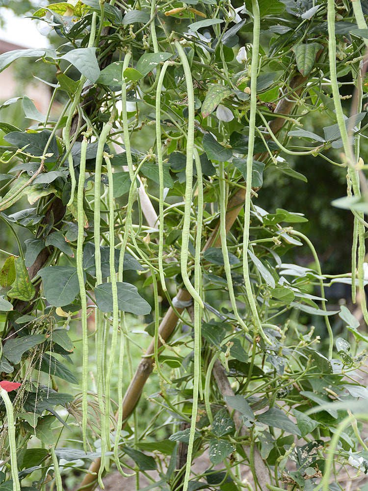 Chunxiu No.7 Long Beans