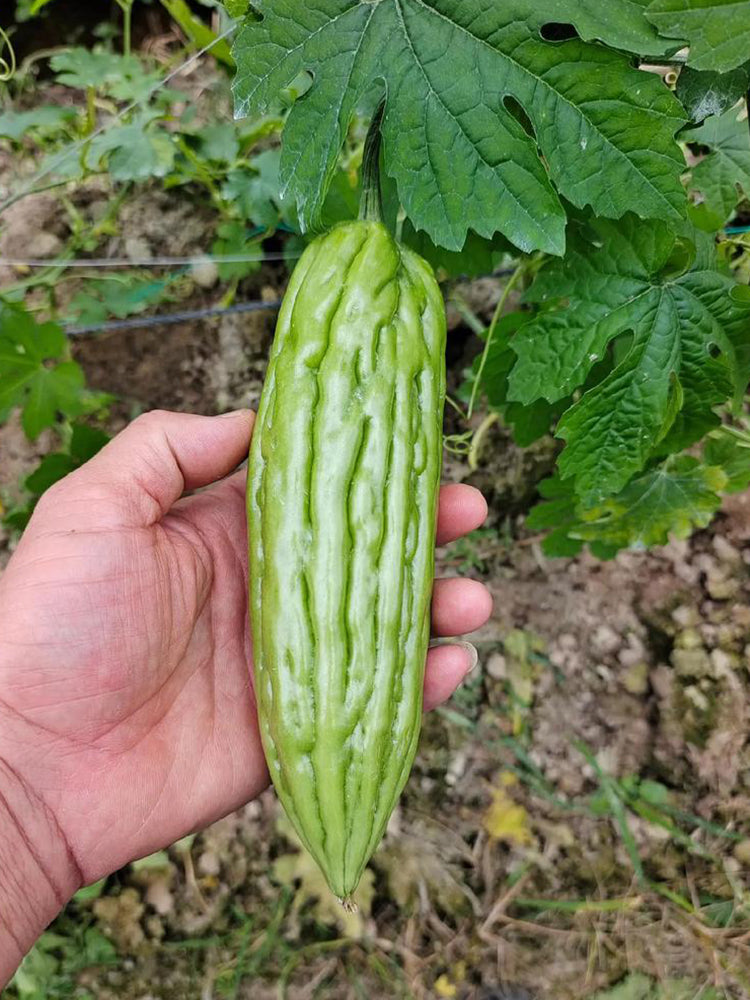 Jiemei 23 Bitter Gourd