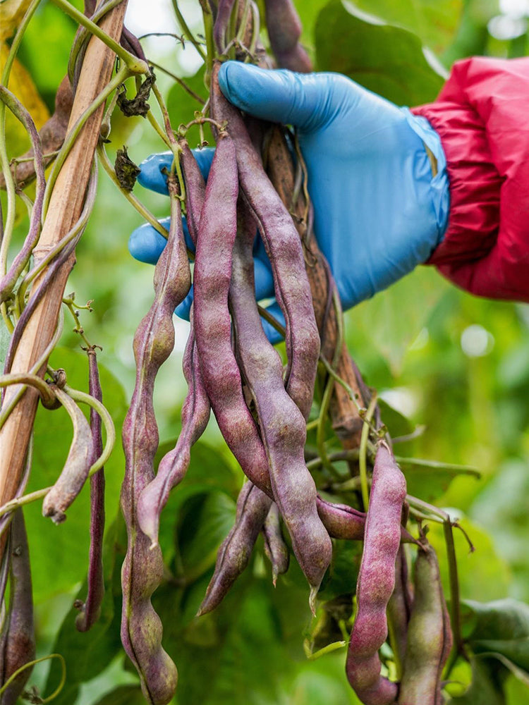 Huajun No.8 Purple Kidney Beans