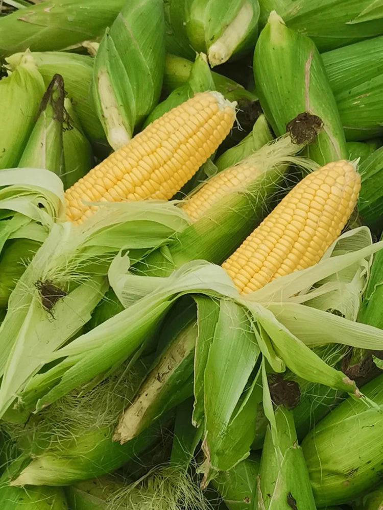 Xiami Sweet Corn