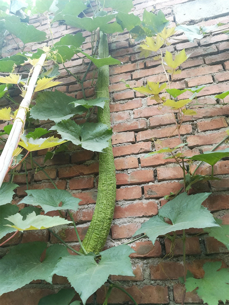 Giant No.1 Extra-long Luffa