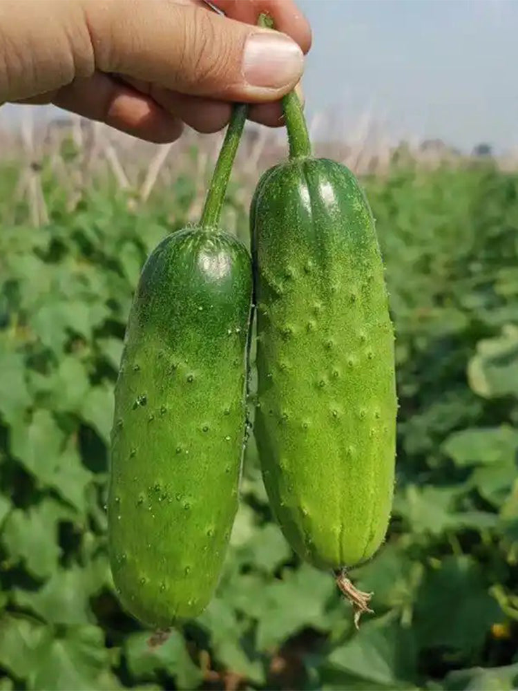 'Cuimei 188' Mini Cucumber
