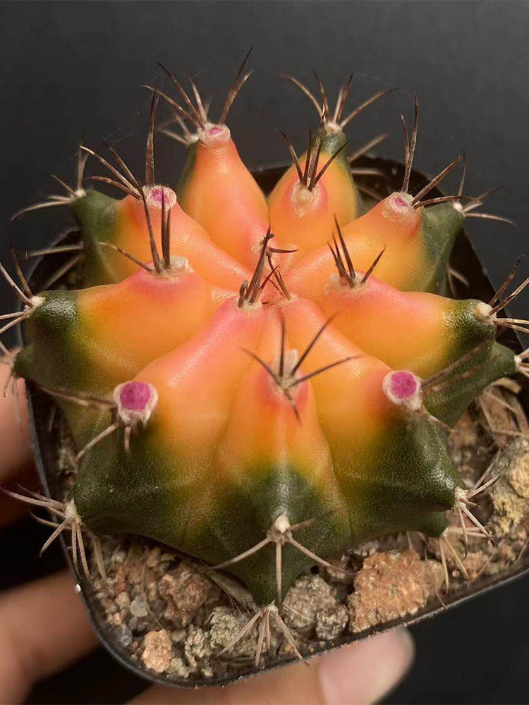 Gymnocalycium mihanovichii 'Yellow Variegata'
