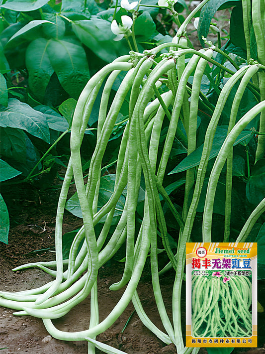 'Jiefeng' Dwarf Long Bean