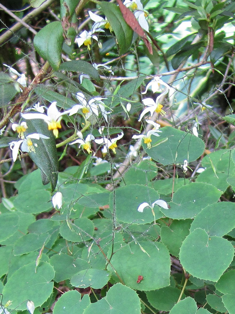 Epimedium Brevicornu, Round Leaf