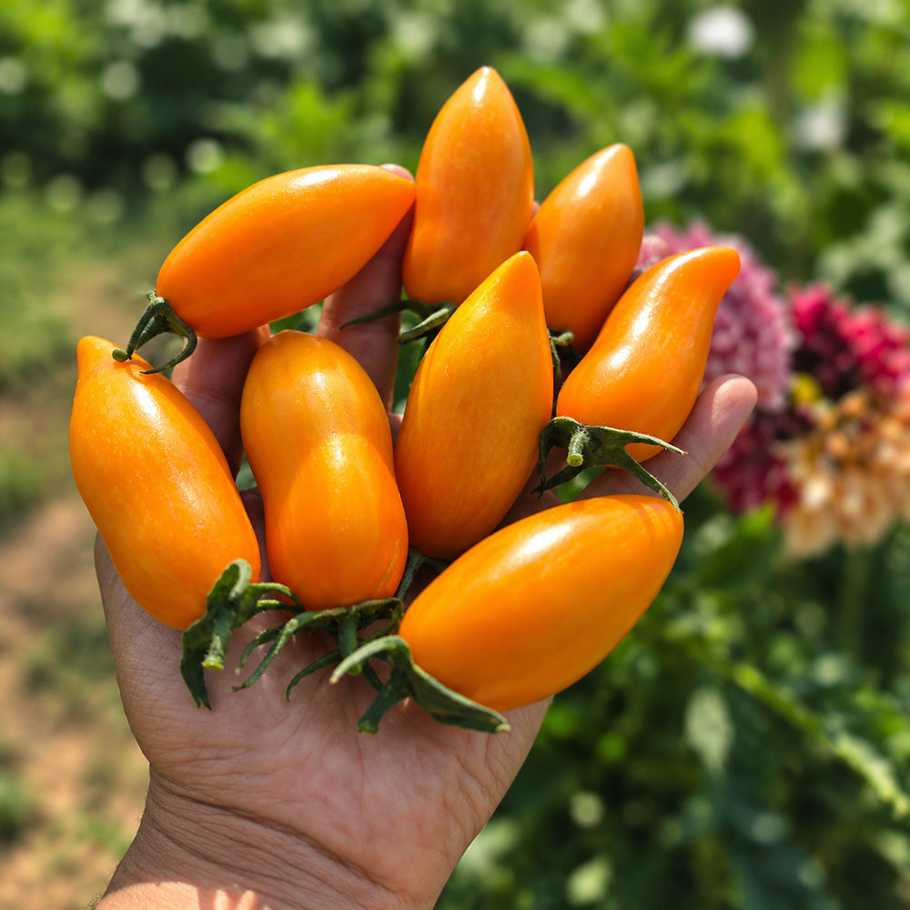 110 Blush 2.0 Tomato