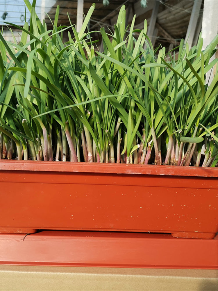 Dugen Red Chinese Chives