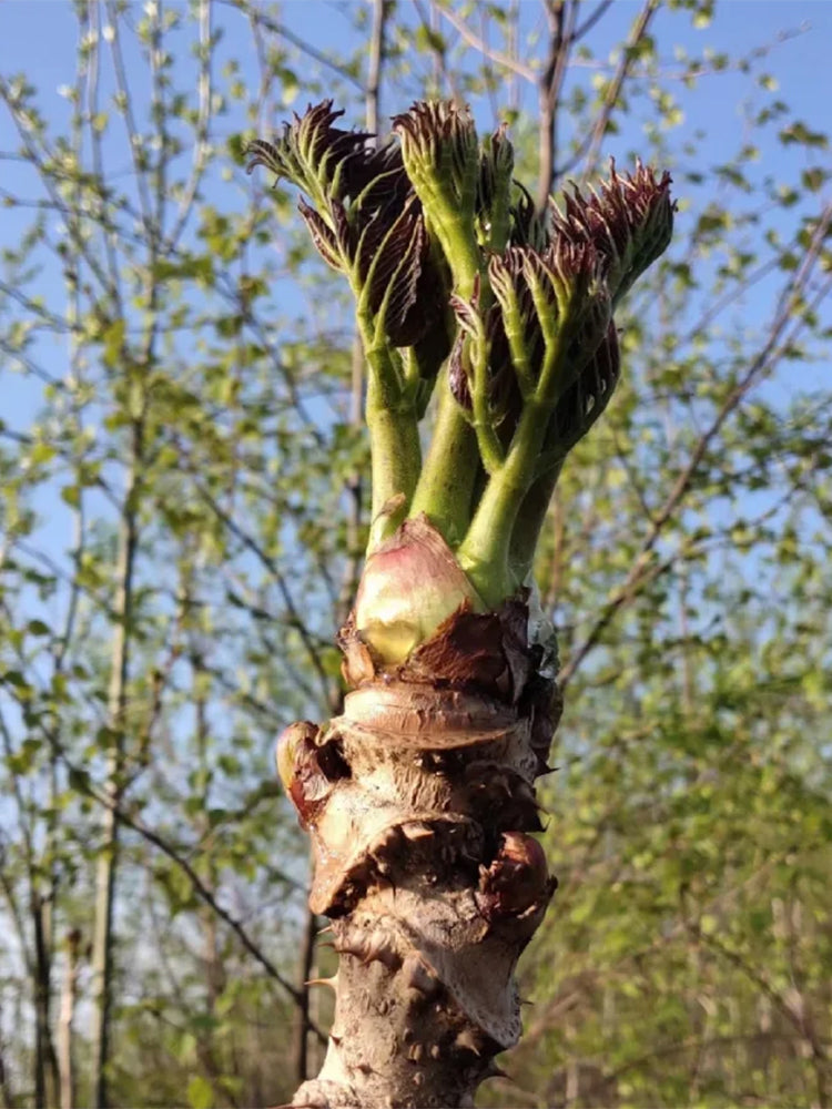 Aralia Shoots