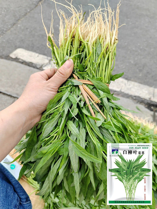 Willow-Leaf White Amaranth