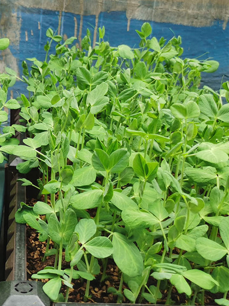 Sweet Crispy Pea Shoots