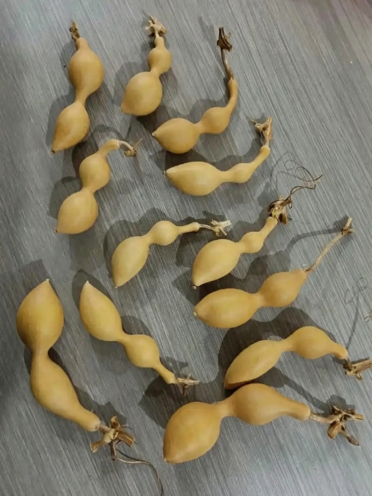 Ant Belly Gourd