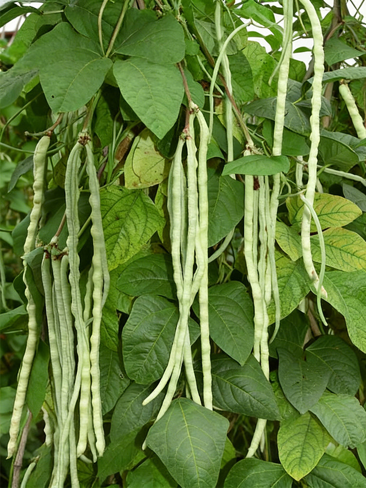 'Jiemei' Tianzhu White Long Bean