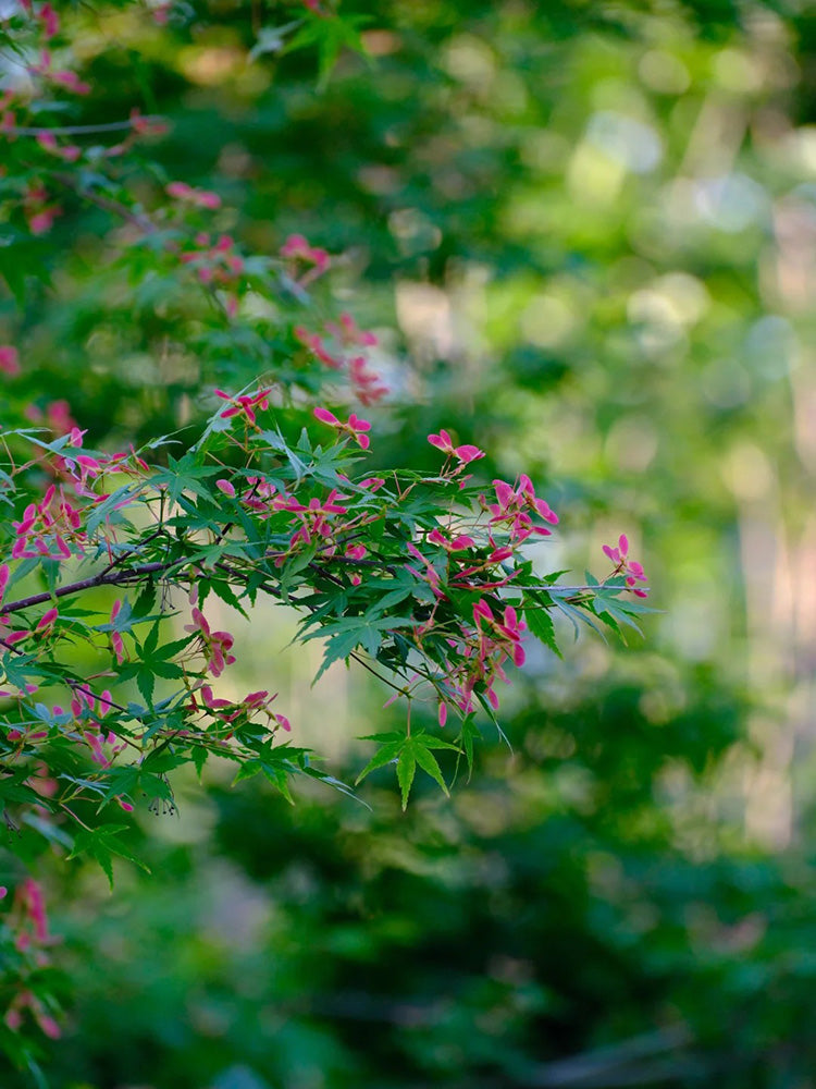 Shallow Lobed Green Leaf Japanese Maple