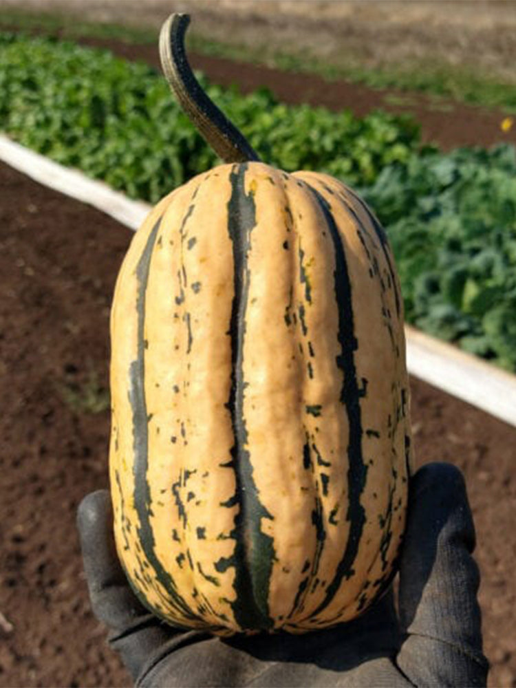 Honey Boat Squash